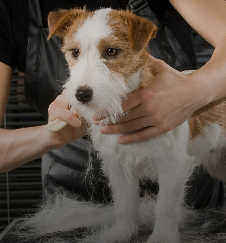 Dog Grooming Page